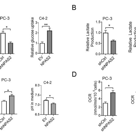 Npas Promotes Glycolysis And Inhibits Oxidative Phosphorylation In Pca