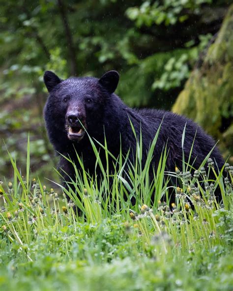 6 Fatal North American Bear Attacks in 2021: Is This the New Normal?