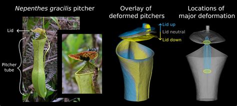 August Carnivorous Plant Mechanism News And Features University Of