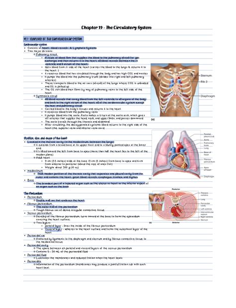 Chapter Notes 5 - Cardiovascular system Consists of heart , blood