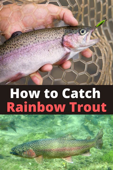 How To Catch Rainbow Trout Bait And Lures For Rainbow Trout