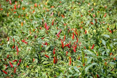 2 792 Chili Plantation Stock Photos Free Royalty Free Stock Photos