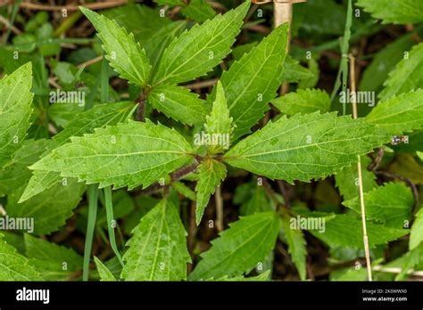 Top View Of Creeping Croftonweed Grass With Green Toothed Edges Brown