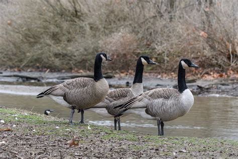 Birds Canadian Geese Animals - Free photo on Pixabay