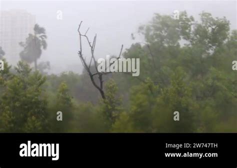 Heavy Rain And Powerful Wind Making Trees Swinging All Around Due To