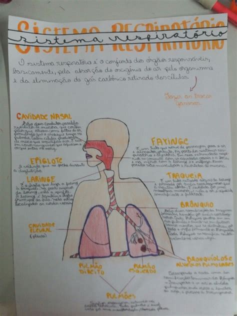 Sistema Respiratorio Humano Mapa Mental