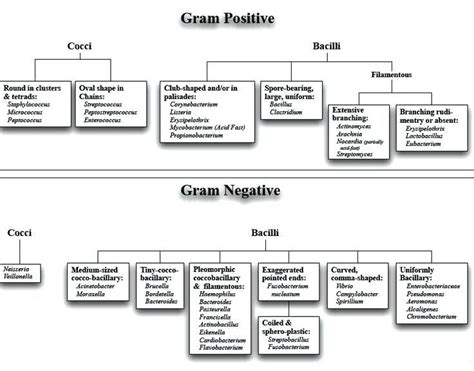 Microbiology Gram Stain Flow Chart Luxury Figure Flow Chart For The