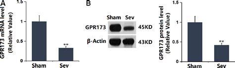 Figure From Phoenixin Ameliorates Sevoflurane Inhalation Induced