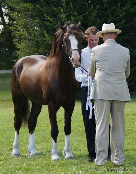 Welsh Cob Section D Stallion Tyrrestrups Highlight Welsh Cob Pony