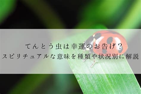 てんとう虫は幸運のお告げ？スピリチュアルな意味を種類や状況別に解説 Angel Time