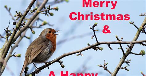 Penny S Hot Birding And Life MERRY CHRISTMAS
