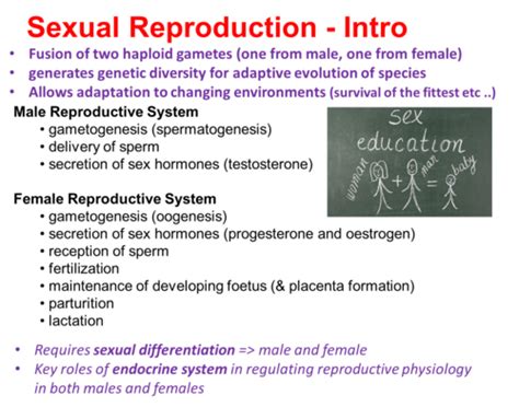 Anatomy And Physiology Of The Male Reproductive System Flashcards Quizlet