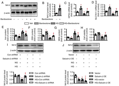 Salusin Participates In High Glucoseinduced Hk Cell Ferroptosis In