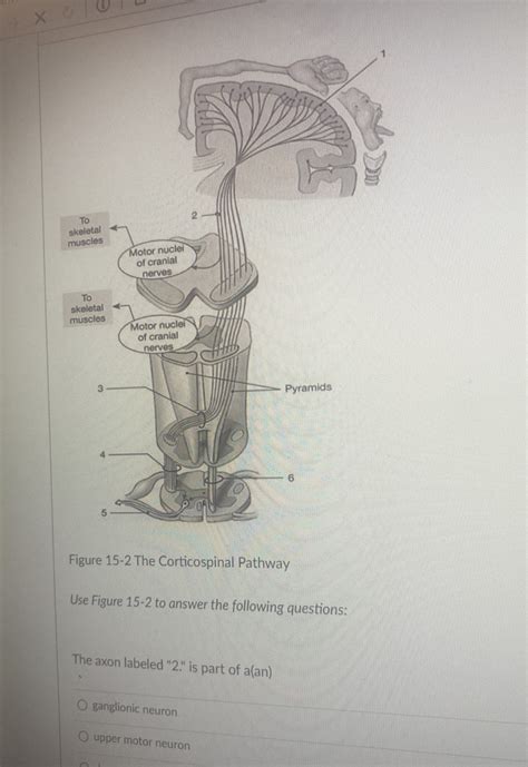 T Skel Mus T Skel Mus Figure The Corticospinal Pathway Use