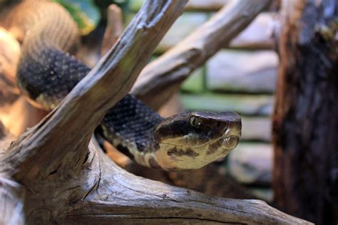 Venomous Snakes Of Missouri Missouri S Natural Heritage Washington