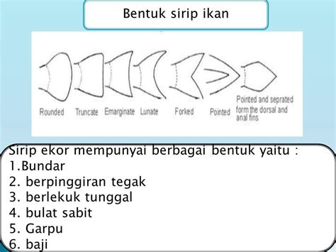 Bentuk Luar Sirip Ekor Truncate Dengan Contoh Ikannya