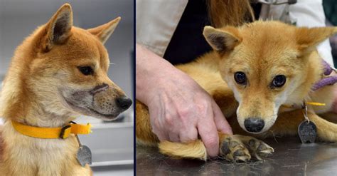 Shiba Inu Dogs Rescued From Missouri Breeder