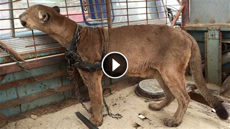 A Circus Lion Caged In A Pickup Truck For 20 Years Just Watch His