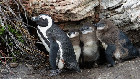 Penguins at Boulders Beach | Moonglow Guest House