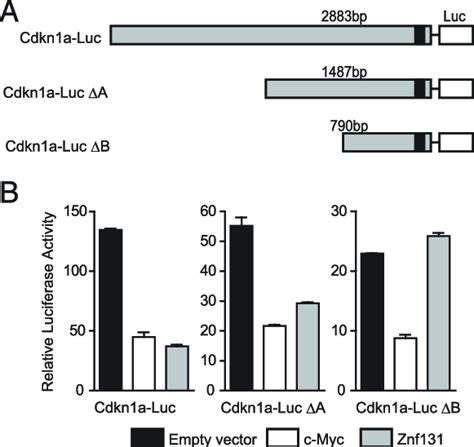 Znf131 Repressed The Promoter Activity Of The Cdkn1a Gene A The P21