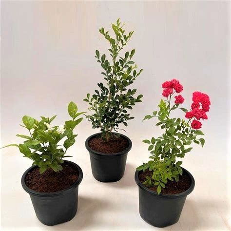 Buy Top 3 Aromatic Plants online from Nurserylive at lowest price.