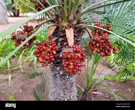 Date Palm With Fruits In The Garden Stock Photo Alamy