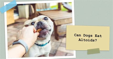 Can Dogs Eat Altoids Risks And Safe Treat Alternatives