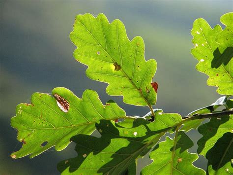 Hojas De Roble Verde Estructura Hoja Roble Verde Claro Hojas