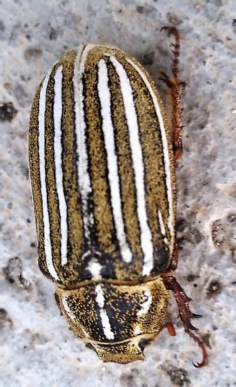 Ten Lined June Beetle Polyphylla Decemlineata Bugguidenet