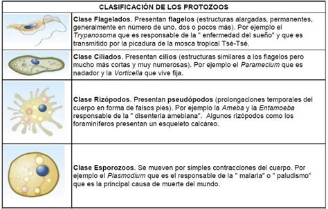 Protozoos Qué Es Qué Comen Clasificación Y Características