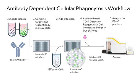 ADCP And Cell Killing Flow Cytometry IQue