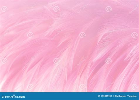 Fundo Cor De Rosa Macio Da Textura Das Penas Imagem De Stock Imagem