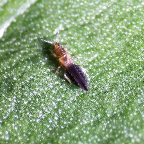 Thrips Parvispinus “pepper Thrips” The Importance Of Inspecting