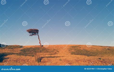 Wind Blown Trees On Twistleton Scar End, Yorkshire Dales Stock Image ...