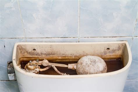 Toilet Mold – What It Is, How To Remove It, and How To Prevent It ...