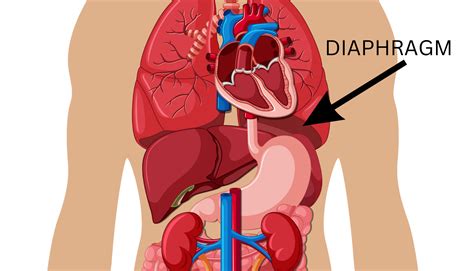 Diaphragm – Institute of Chest Surgery