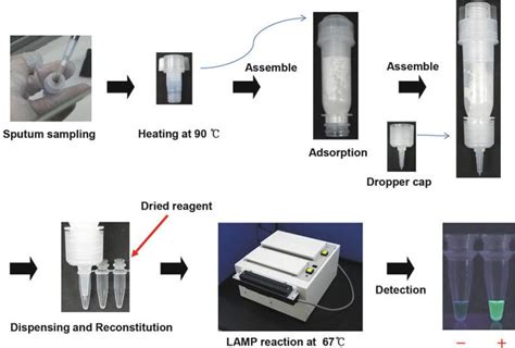 Medical Loop Mediated Isothermal Amplification Lamp Kit