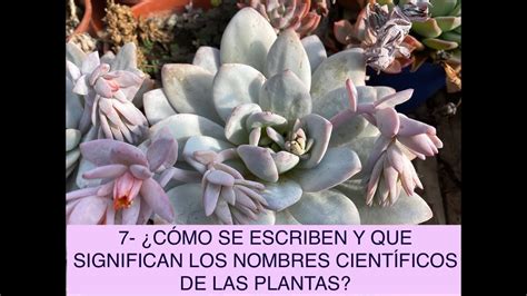 7 ¿cÓmo Se Escriben Y Que Significan Los Nombres CientÍficos De Las Plantas Youtube