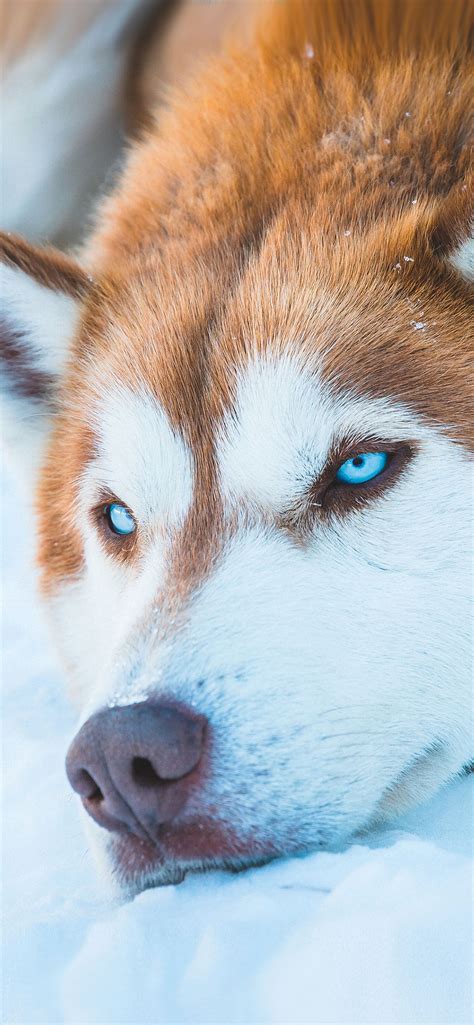 Siberian Husky | Husky dogs, Red husky, Siberian husky dog