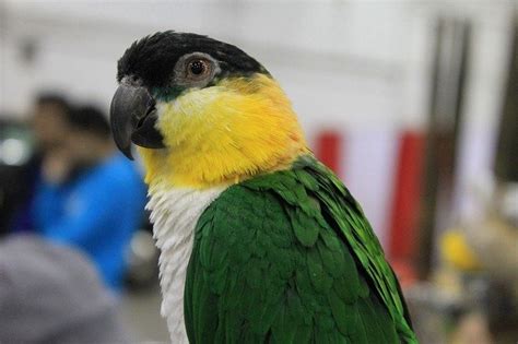 Caique Parrot Gender Difference - Parrot World