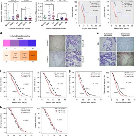 Proposed Mechanism Of Action Of Tgf Regulated Mir And Mir B In