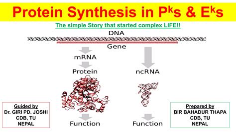 Protein Synthesis In Prokaryotes And Eukaroytes Ppt