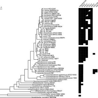 Maximum Likelihood Phylogeny Of Actinobacteria With Presence Absence