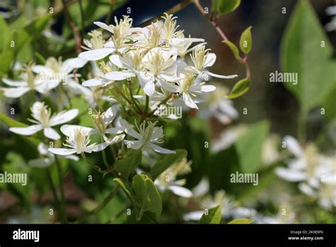 Beautiful Flowers Of Blossoming White Miniature Clematis Bush Of Clematis Growing In Garden