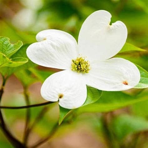 White Dogwood Tree Creamy White Blooms — Plantingtree