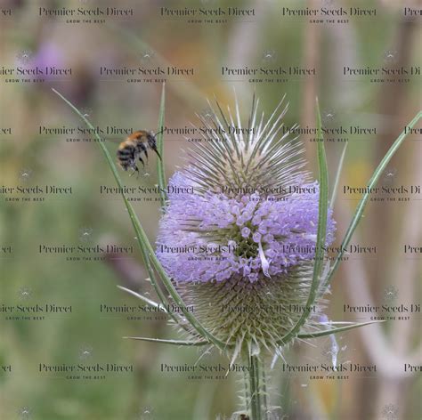 Teasel Dipsacus Fullonum Teasel Premier Seeds Direct Ltd