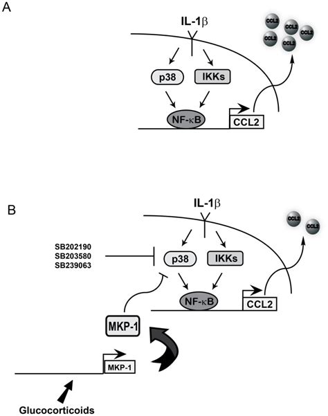 A Il Induces Release Of Nf B Subunits From Regulatory Proteins By