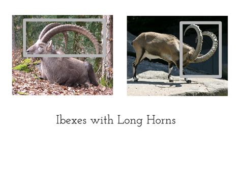 Adaptations - The Alpine Ibex