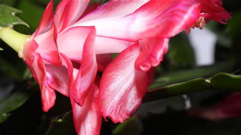 Flowering Christmas Cactus Flower Time Lapse Nikon P950 YouTube