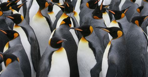 One Of Antarctica’s Largest Emperor Penguin Colony Is Disappearing